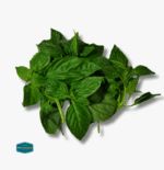 Basil Leaves