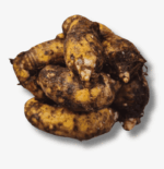 Gabi Native - Image 2
