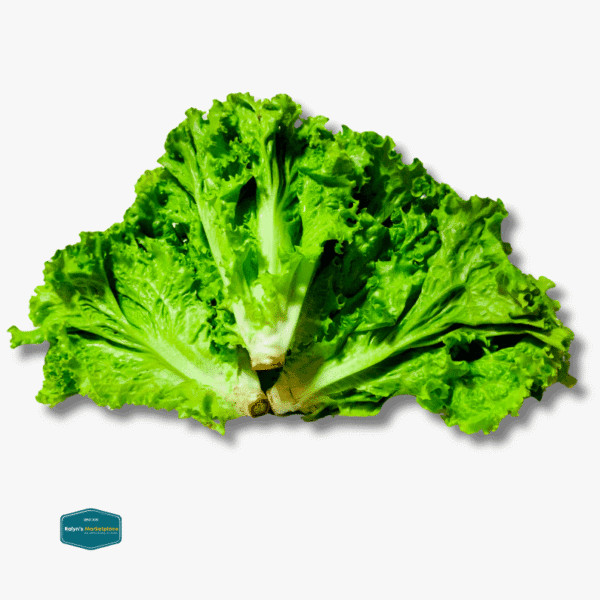 Green Ice Lettuce