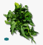 Kangkong - Image 2