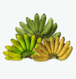 Banana Lacatan