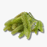 Lato