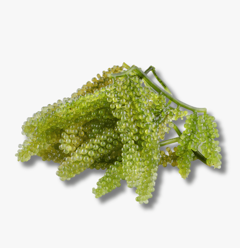 Lato Lato - Image 1