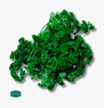 Parsley - Image 3
