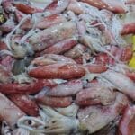 Pusit Regular