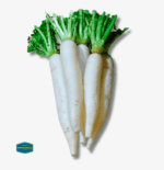 Labanos (Radish)