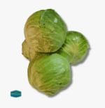 Repolyo (Cabbage)