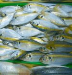 Salay ginto - Image 2