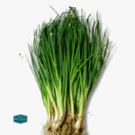 Spring Onion
