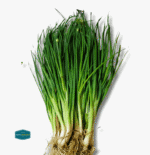 Spring Onion