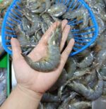 Shrimp ( Suahe ) S, M, L - Image 3