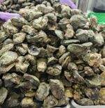 Talaba (Oyster Meat with Shell) - Image 2