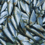 Tawilis