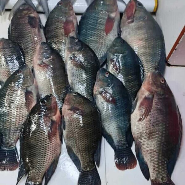 Tilapia