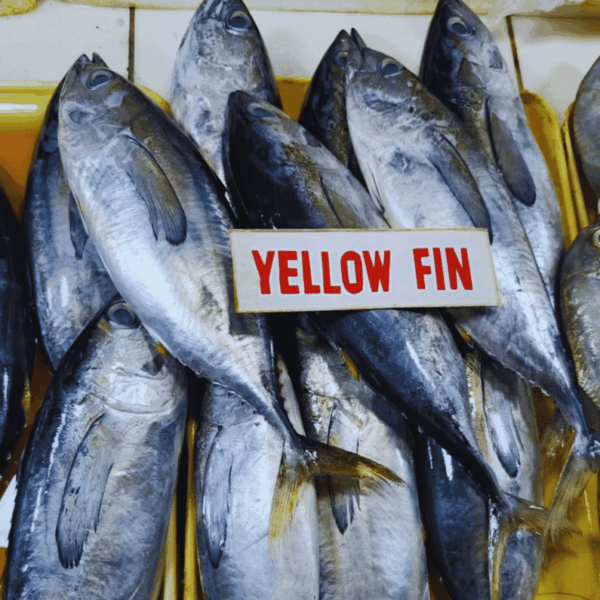 Yellow fin tuna whole